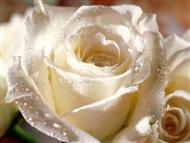 white peaceful flower